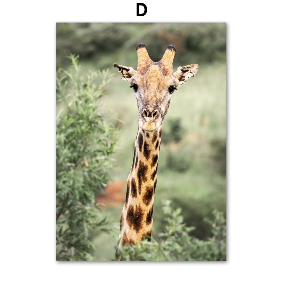 Affiche animaux Jungle et Forêt Déco-exotique.fr