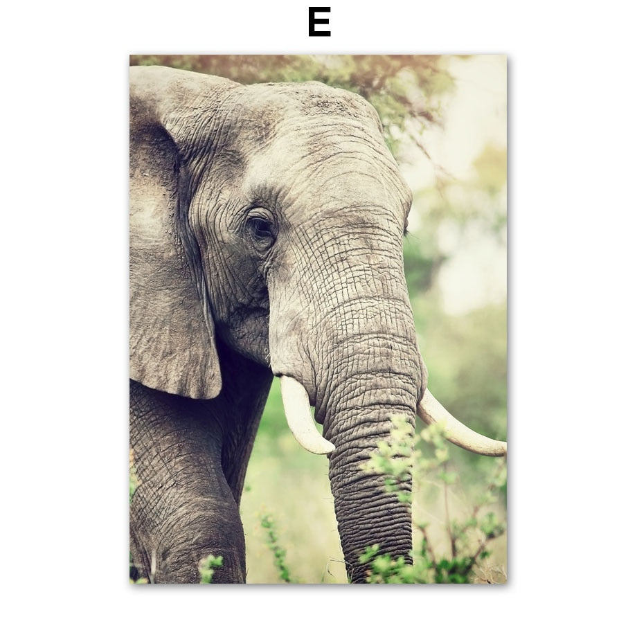 Affiche animaux Jungle et Forêt Déco-exotique.fr
