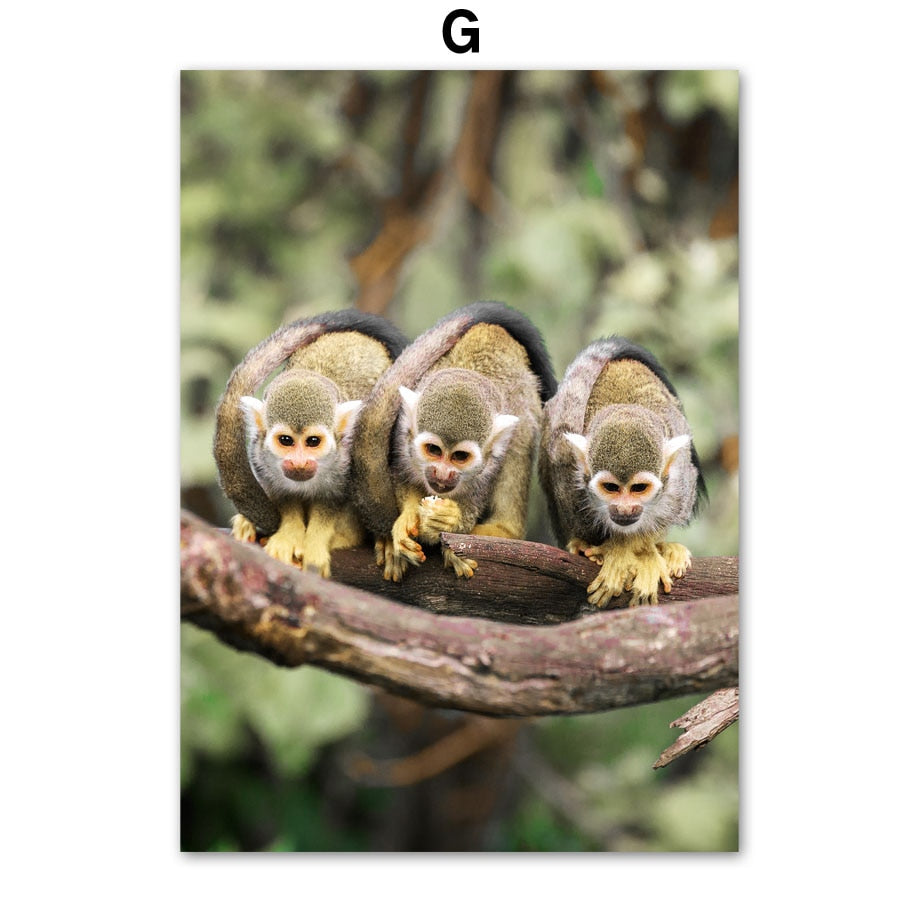 Affiche animaux Jungle et Forêt Déco-exotique.fr
