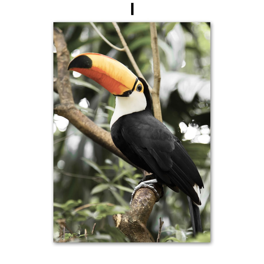 Affiche animaux Jungle et Forêt Déco-exotique.fr