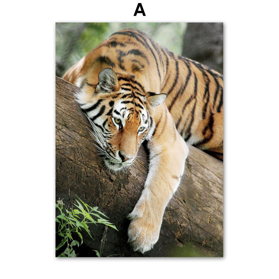 Affiche animaux Jungle et Forêt Déco-exotique.fr