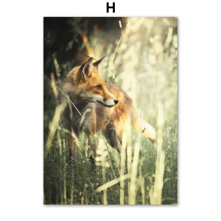 Affiche animaux Jungle et Forêt Déco-exotique.fr