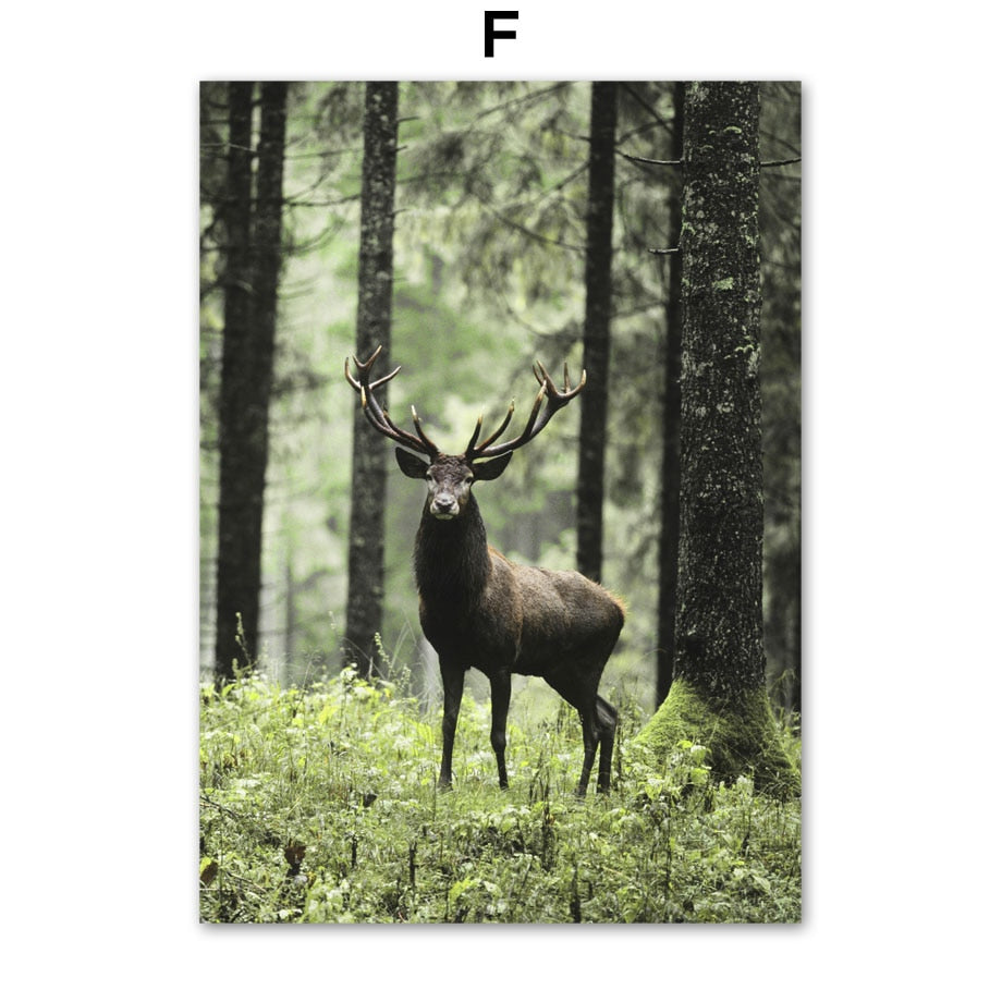 Affiche animaux Jungle et Forêt Déco-exotique.fr