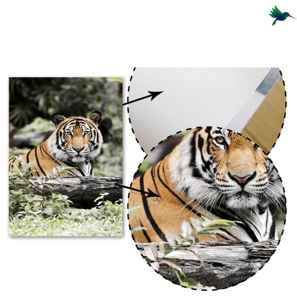 Affiche Animaux Jungle Déco-exotique.fr