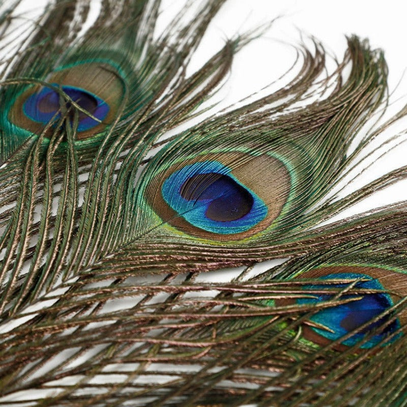 Plumes de Paon Naturelles Déco-exotique.fr