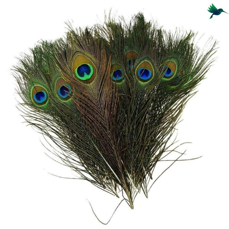 Plumes de Paon Naturelles Déco-exotique.fr