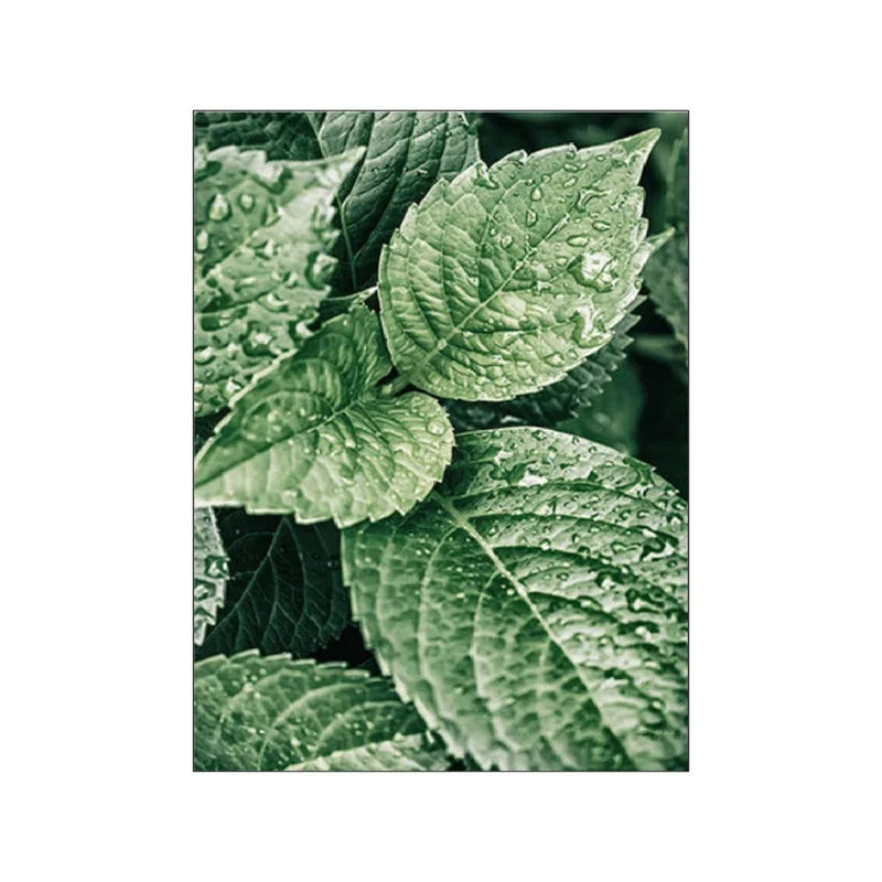 Affiche plante verte
