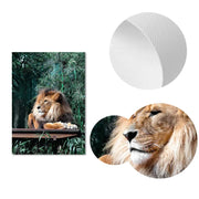 Poster Jungle Terra Tropica Déco-exotique.fr
