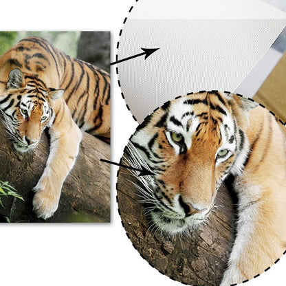 Affiche animaux Jungle et Forêt Déco-exotique.fr