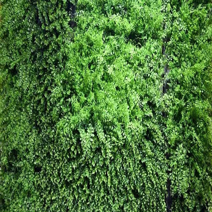 Papier Peint Mur Végétal Déco-exotique.fr
