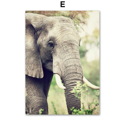 Affiche animaux Jungle et Forêt Déco-exotique.fr