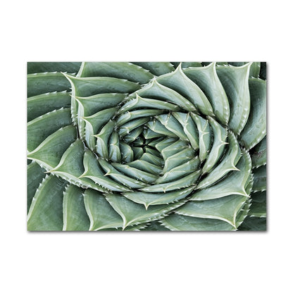 Affiche Jungle Plantes Déco-exotique.fr