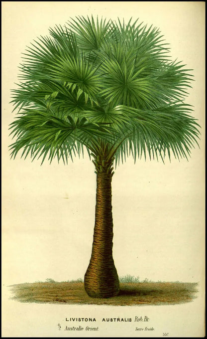 Poster Botanique Exotique Déco-exotique.fr