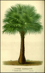 Poster Botanique Exotique Déco-exotique.fr