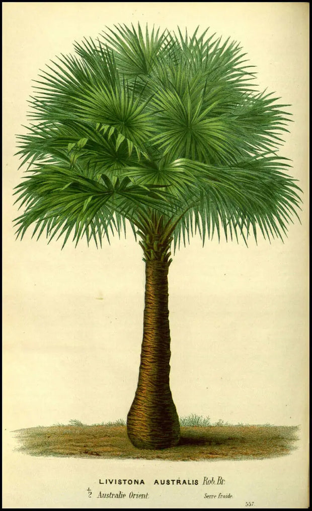 Poster Botanique Exotique Déco-exotique.fr