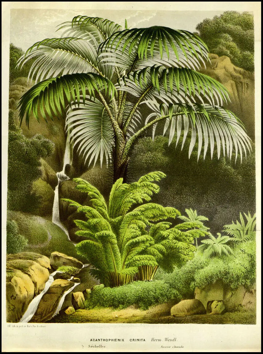 Poster Botanique Exotique Déco-exotique.fr