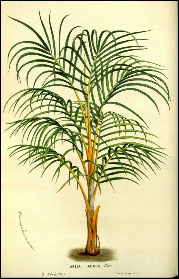 Poster Botanique Exotique Déco-exotique.fr
