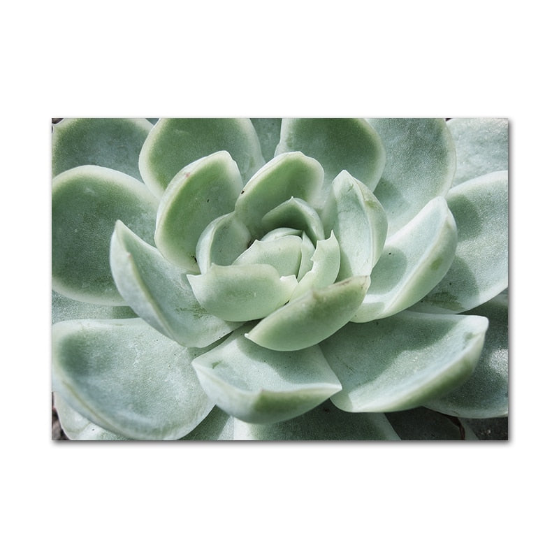 Affiche Jungle Plantes Déco-exotique.fr