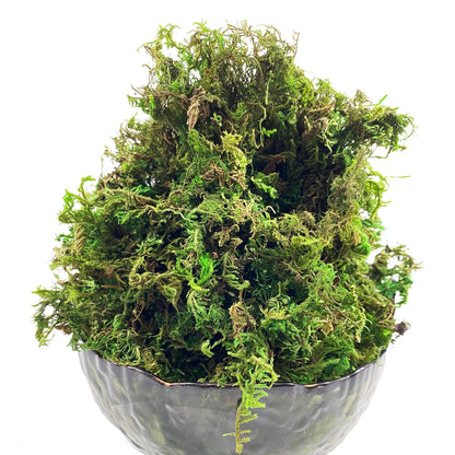 Mousse Artificielle pour Fleurs- Déco Exotique