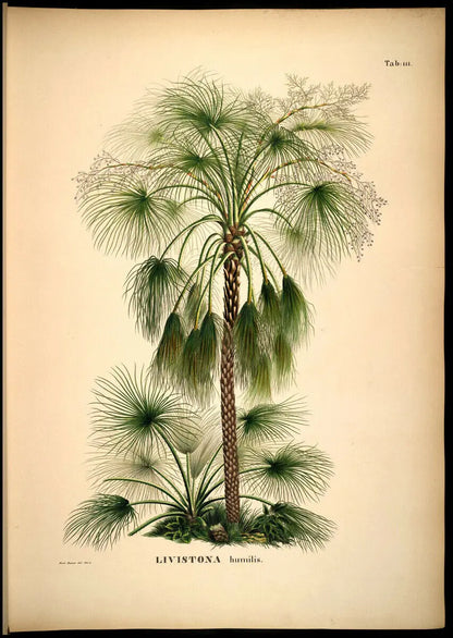 Poster Botanique Exotique Déco-exotique.fr