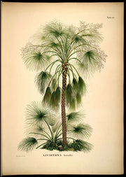 Poster Botanique Exotique Déco-exotique.fr