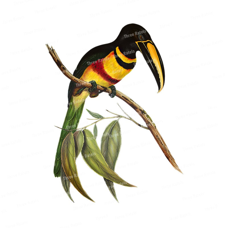 Stickers Oiseaux Tropicaux Déco-exotique.fr