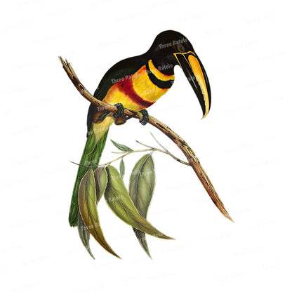 Stickers Oiseaux Tropicaux Déco-exotique.fr