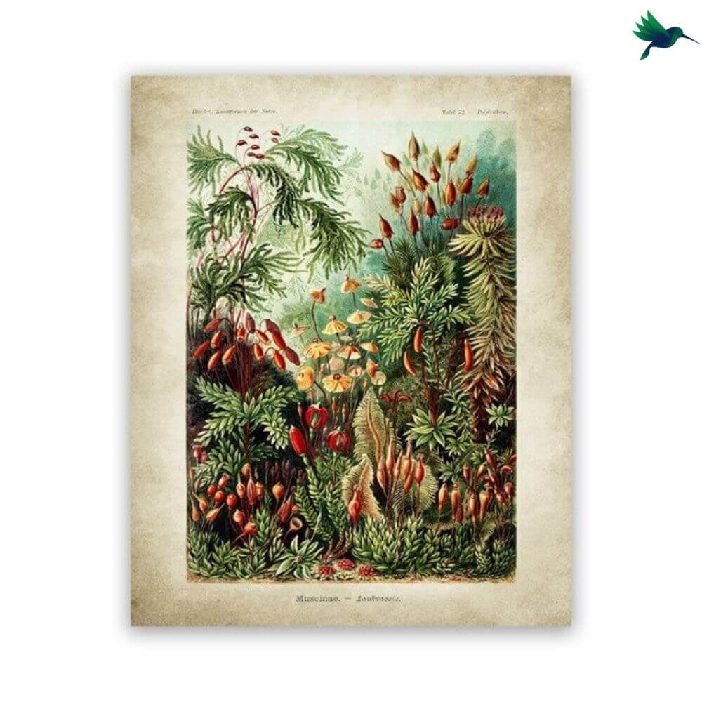 Poster Jungle Vintage Déco-exotique.fr