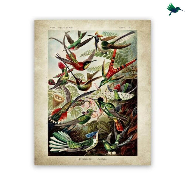 Poster Jungle Vintage Déco-exotique.fr