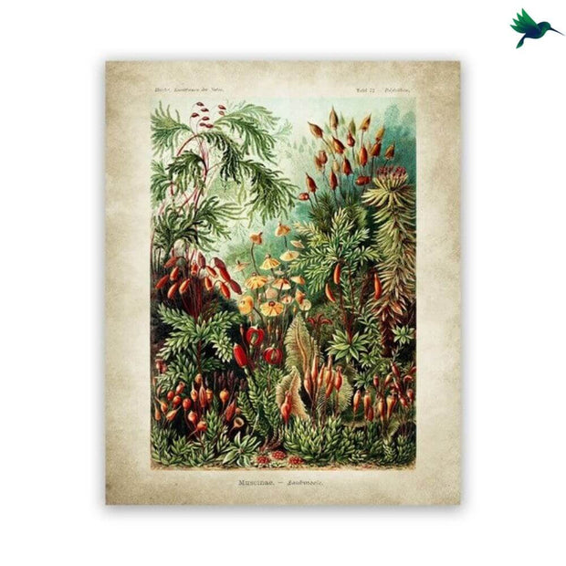 Poster Jungle Vintage Déco-exotique.fr