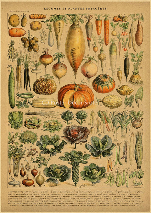 Affiche Botanique Vintage Déco-exotique.fr