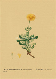 Affiche Botanique Vintage Déco-exotique.fr