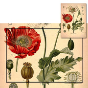 Affiche plante botanique Déco-exotique.fr