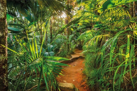 Affiche Jungle Chemin Déco-exotique.fr