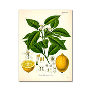 Affiche plante botanique Déco-exotique.fr