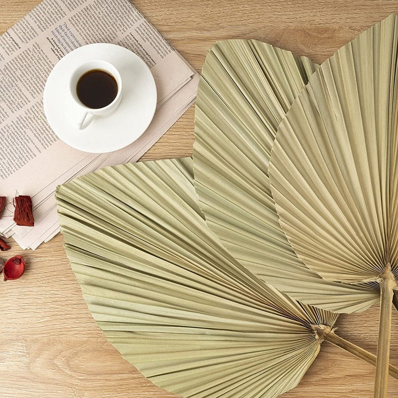 Grande Feuille de Palmier séchée Déco-exotique.fr