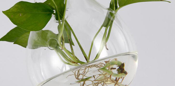 Suspension Luminaire Plante Déco-exotique.fr
